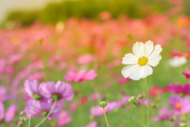 Foto blumen auf der wiese