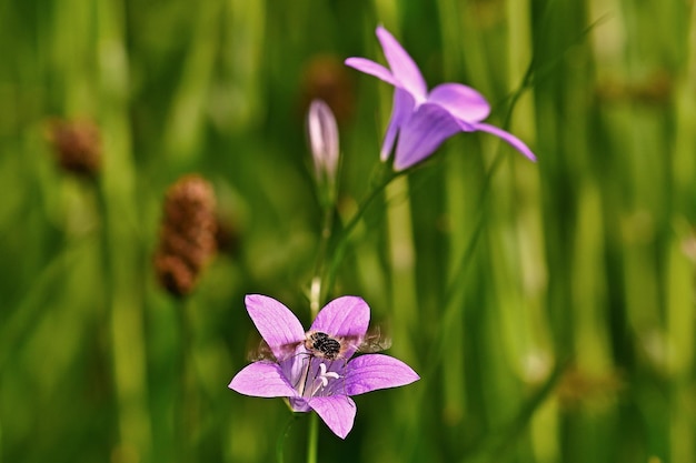 Blumen auf der Wiese