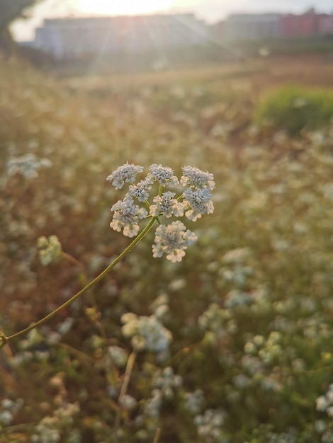Blumen auf einem Ast im Feld mit der Sonne hinter einer romantischen Szene