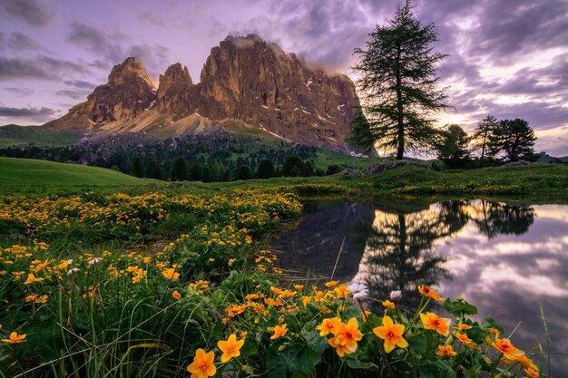 Foto blumen auf einem kleinen see in den dolomiten