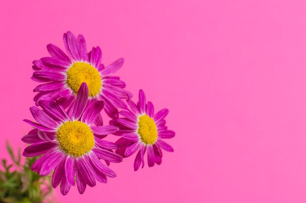 Blumen auf einem rosa Hintergrund