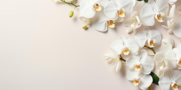 Blumen auf einem weißen Orchidee-Zweig auf weißem Hintergrund Platz für Text oder Produkt Generative KI