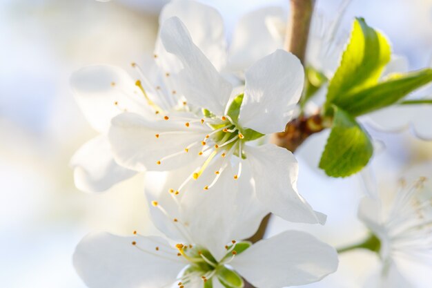 Blumen auf einem Zweig des Obstbaums.