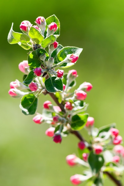 Blumen auf einem Zweig des Obstbaums.