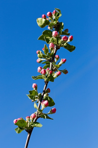 Blumen auf einem Zweig des Obstbaums.