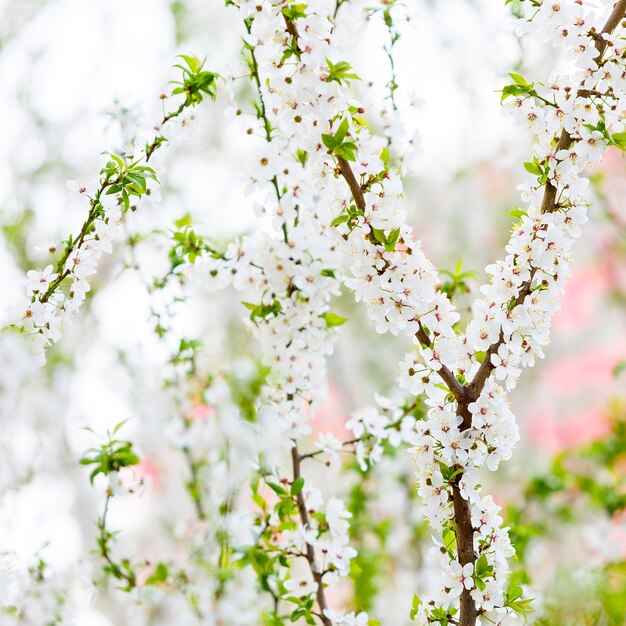 Blumen auf einem Zweig eines Obstbaums