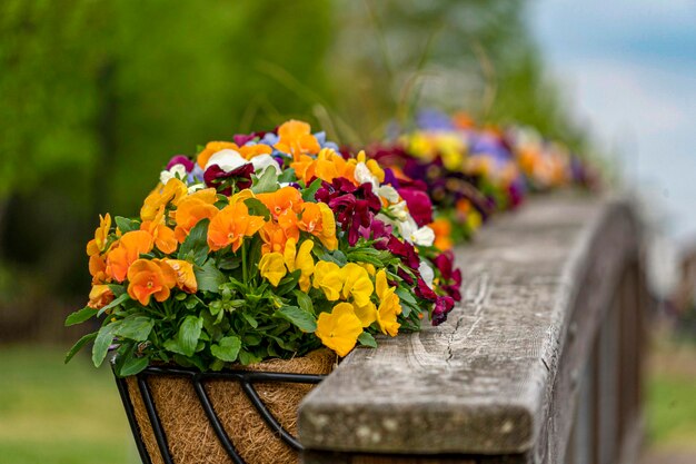 Foto blumen auf einer holzbrücke