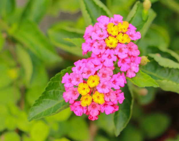 Blumen auf Natur