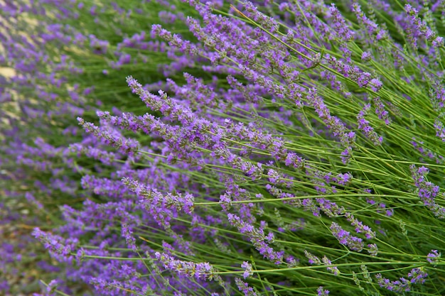 Blumen aus Lavendel