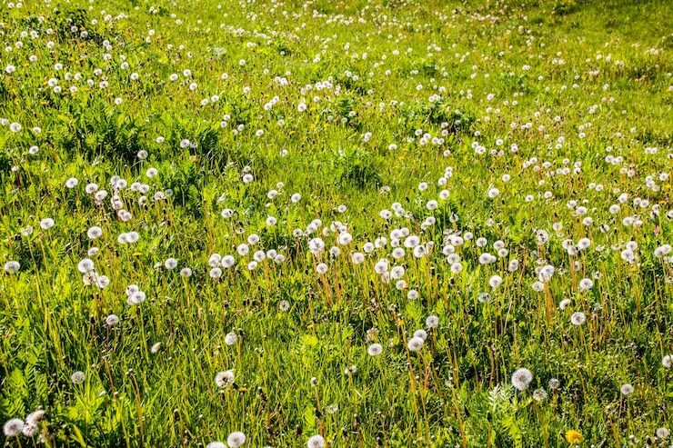 Foto blumen blühen auf dem feld