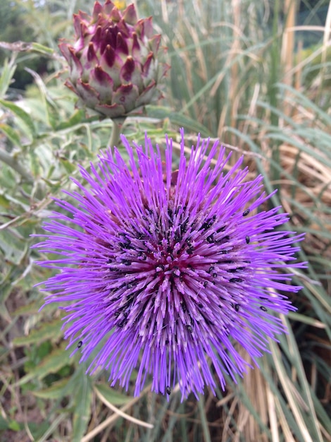 Foto blumen blühen auf dem feld