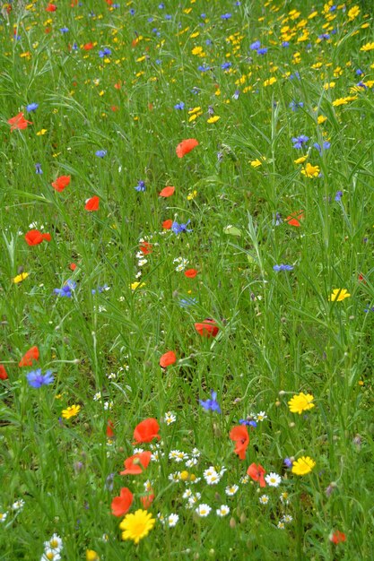 Foto blumen blühen auf dem feld