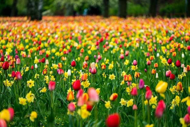 Blumen blühen auf dem Feld
