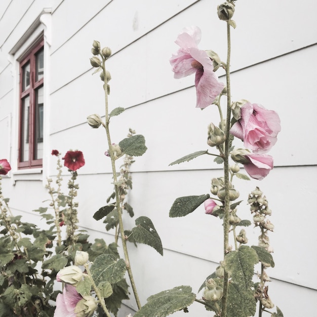 Foto blumen blühen gegen das haus