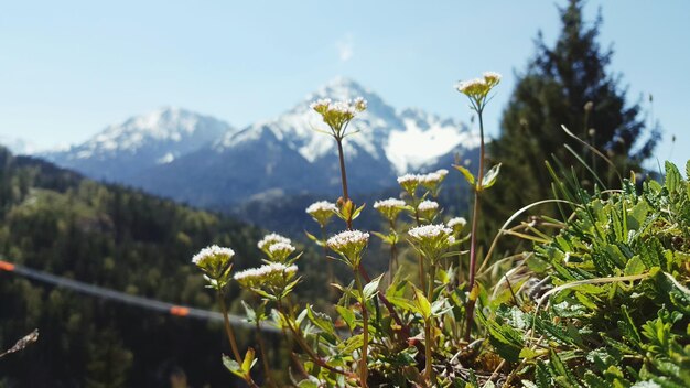 Foto blumen blühen gegen die berge