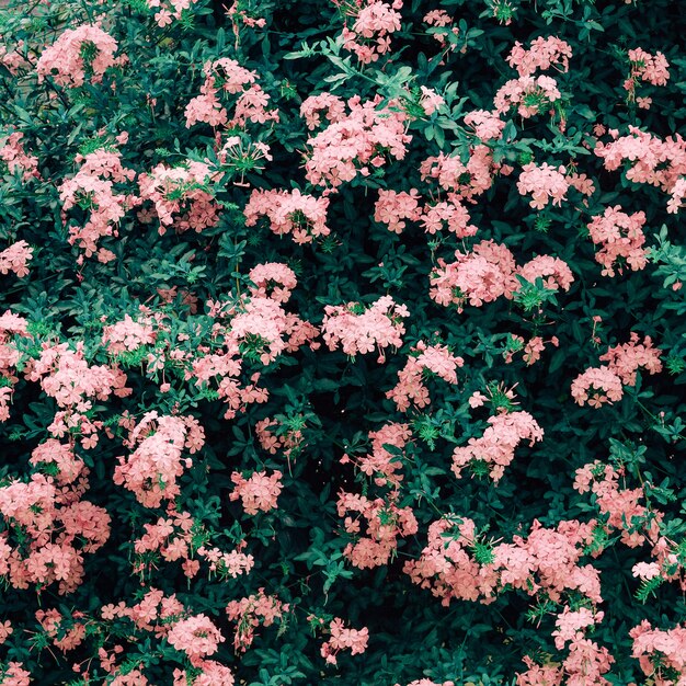 Blumen blühen Hintergrund. Kanarische Insel