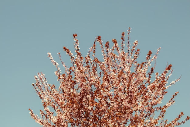 Blumen blühen im Frühling in Bäumen