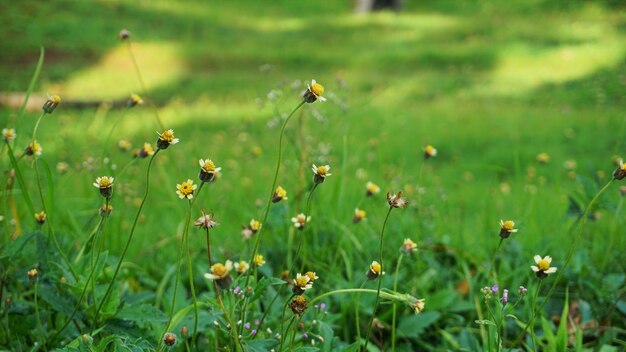 Blumen blühen im Park