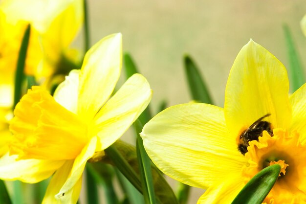 Blumen blühen im Wald in der Nähe des Dorfes Nahaufnahme von Blumen