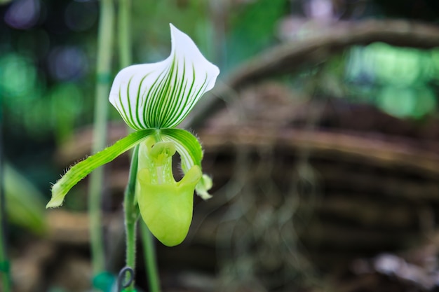 Blumen: Damenschuh, Damenschuh oder Pantoffel Orchidee Paphiopedilum, Paphiopedilum Henni