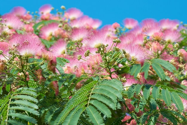 Blumen der Akazie (Albizzia julibrissin) mit blauem Himmel