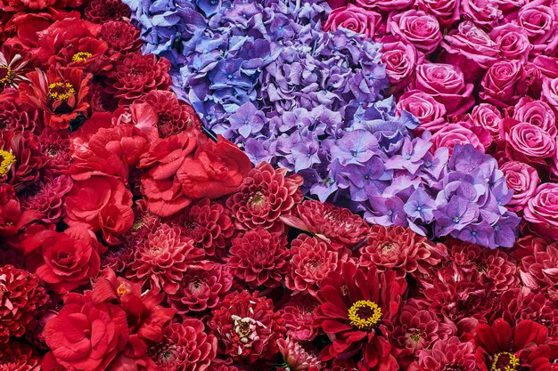 Blumen der Aster, der Rose und der Hortensie. Schöne rosa Blüten. Ansicht von oben