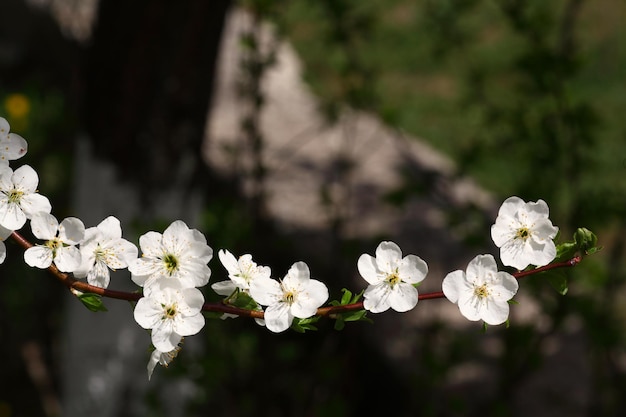 Blumen der Kirschbaumhintergründe