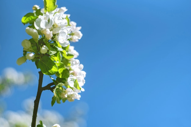 Blumen der Kirschblüten an einem Frühlingstag auf blauem Himmel.