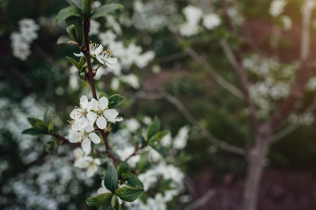 Blumen der Kirschblüten an einem Frühlingstag die Idee und das Konzept, Frühlingszärtlichkeit und Jugend zu wecken