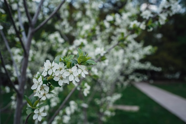 Blumen der Kirschblüten an einem Frühlingstag die Idee und das Konzept, Frühlingszärtlichkeit und Jugend zu wecken