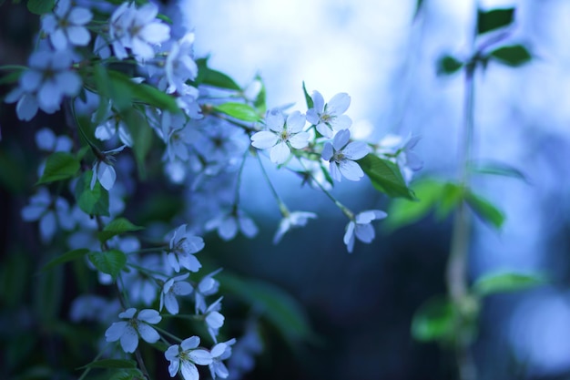 Blumen der Kirschblüten an einem Frühlingstag. Zweige eines blühenden Busches in einem Park im Frühjahr