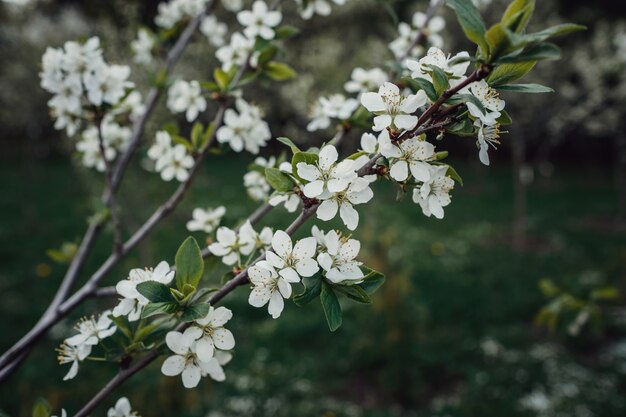 Blumen der Kirschblüten an einem Frühlingstag