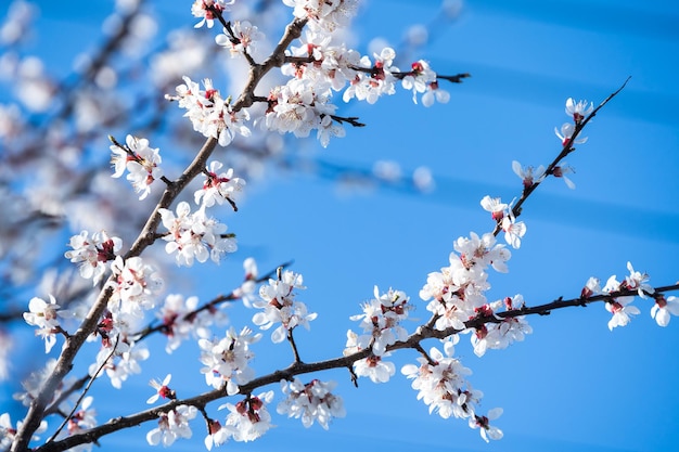 Blumen der Kirschblüten an einem Frühlingstag