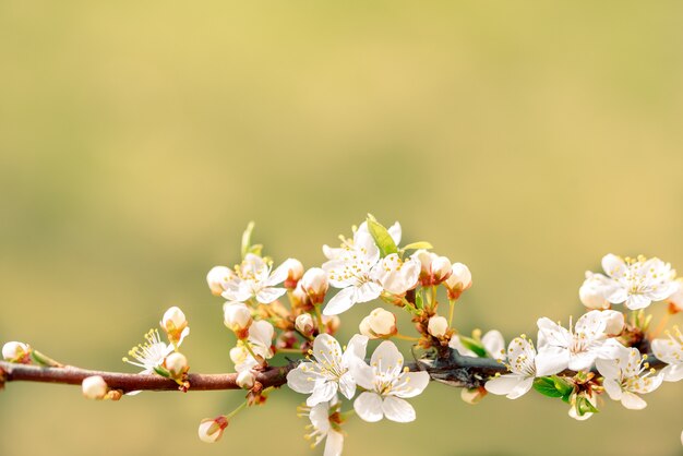 Blumen der Kirschblüten an einem Frühlingstag