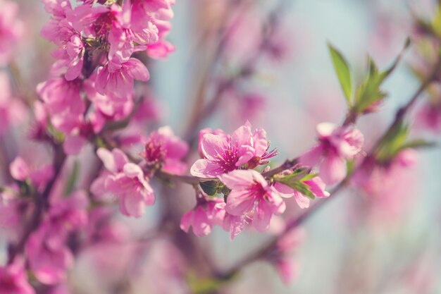 Blumen der Kirsche blühen im Frühlingsgarten