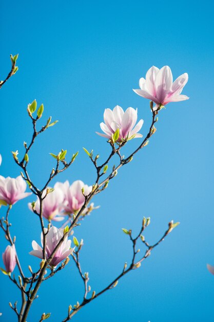 Blumen der Magnolie, die rosafarbene Farbe des Baumes auf dem Zweig blüht