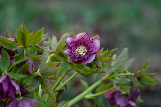 Blumen der Nieswurz Double Ellen Red Immergrüne Nieswurz blüht im späten Winter bis zum frühen Frühling