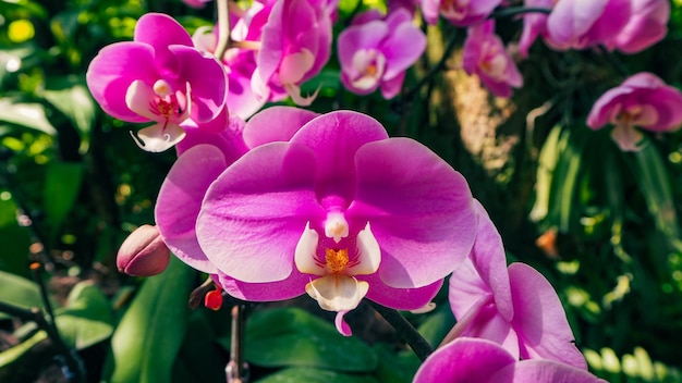 Blumen der rosafarbenen Phalaenopsis-Orchidee im Botanischen Garten in Singapur