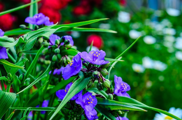 Blumen der Tradescantia-Pflanze auf einem Blumenbeet im Garten