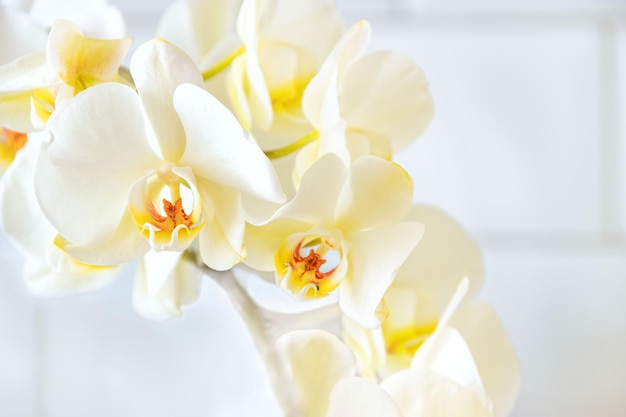 Blumen der weißen Orchideennahaufnahme Blumenhintergrund