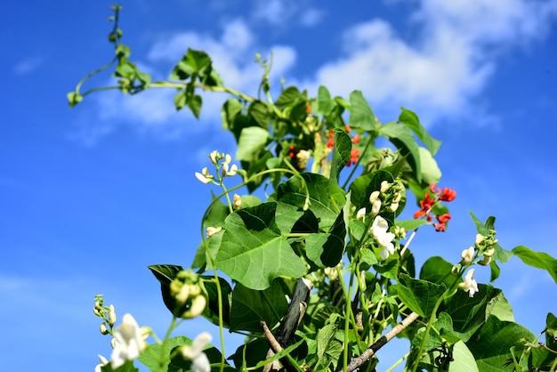 Blumen der weißen und roten Bohne gegen einen Hintergrund des blauen Himmels. Gartenbohnen blühen im Sommer