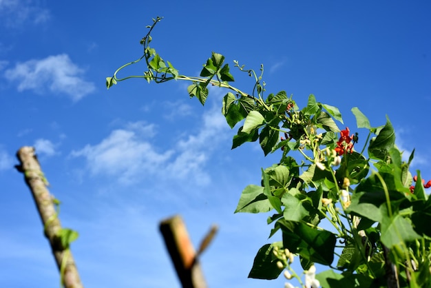 Blumen der weißen und roten Bohne gegen einen Hintergrund des blauen Himmels. Gartenbohnen blühen im Sommer