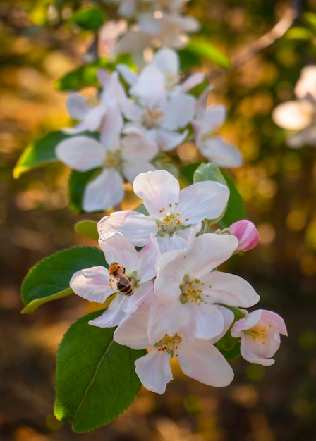 Foto blumen des apfelbaums fuji in der sonne im frühjahr