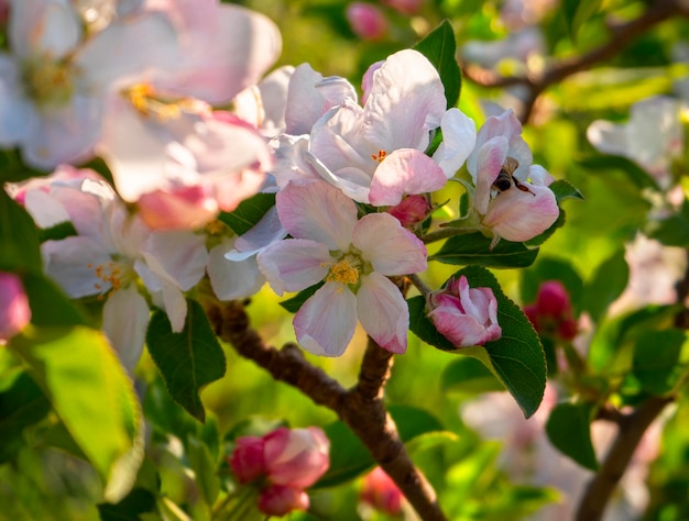 Blumen des Apfelbaums Fuji in der Sonne im Frühjahr