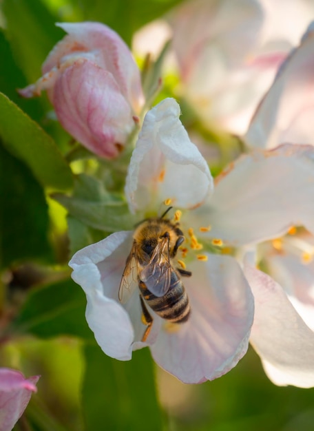 Blumen des Apfelbaums Fuji und Biene in der Sonne im Frühjahr