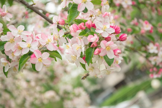 Blumen des Apfelbaums in den Strahlen einer hellen Sonne Geringe Schärfentiefe Breites Foto