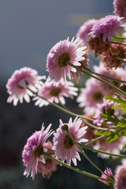 Blumen des doppelten Entzückens des Echinacea-Rosas