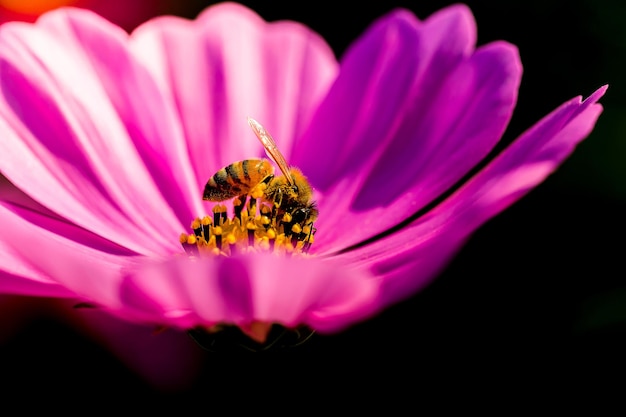 Foto blumen des friedenskopierraums