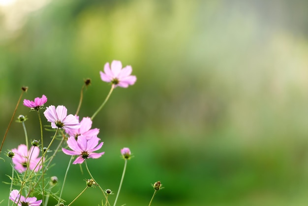 Blumen des Kosmosnaturhintergrundes