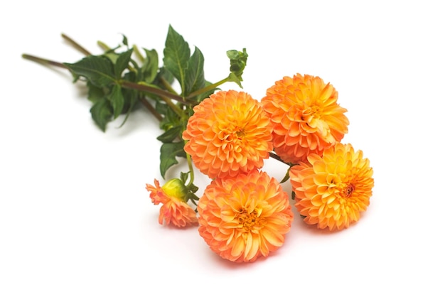 Blumen des schönen Blumenstraußes orange Dahlienmakronatur lokalisiert auf weißem Hintergrund. Botanik, Konzept, Flora, Idee. Flache Lage, Ansicht von oben. Hochzeit, Braut, Liebe